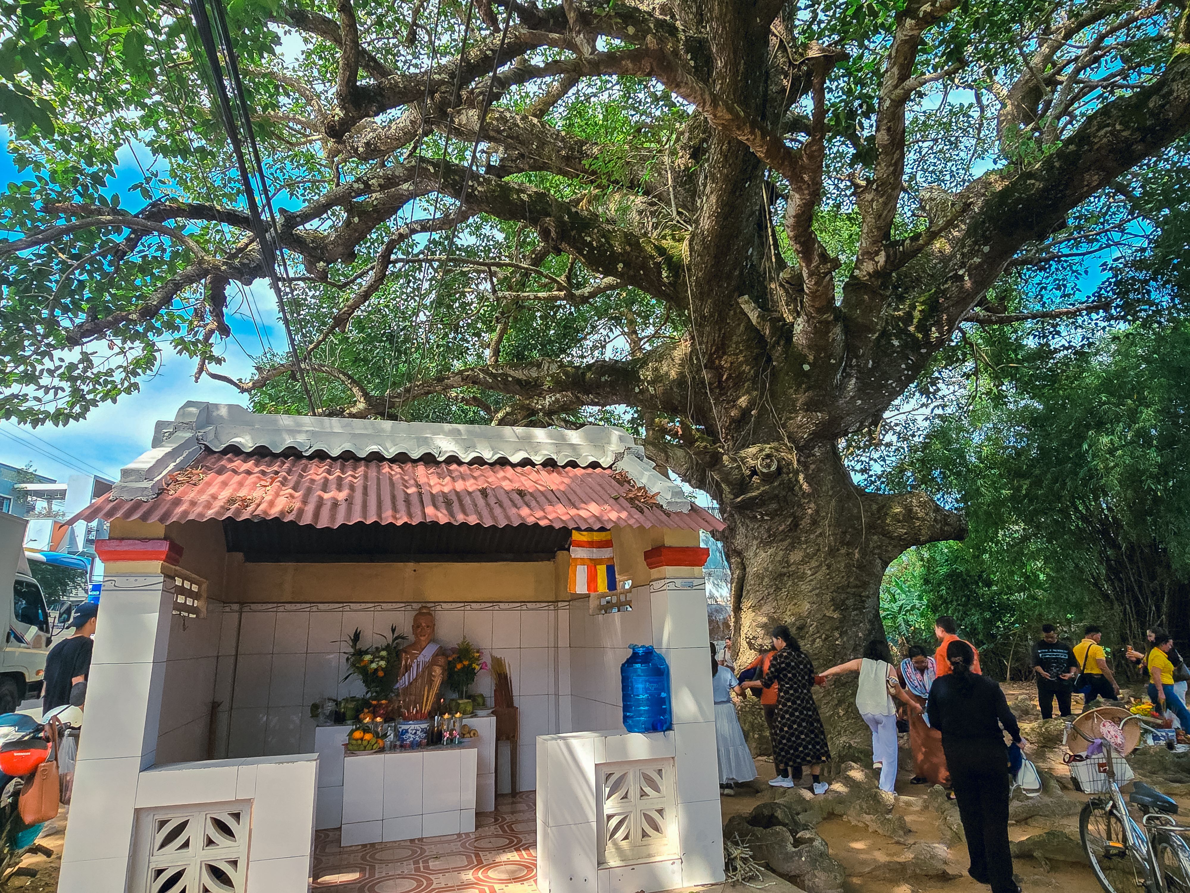 “Cụ cây” thu hút đông đảo du khách đến chiêm ngưỡng ở Vĩnh Long