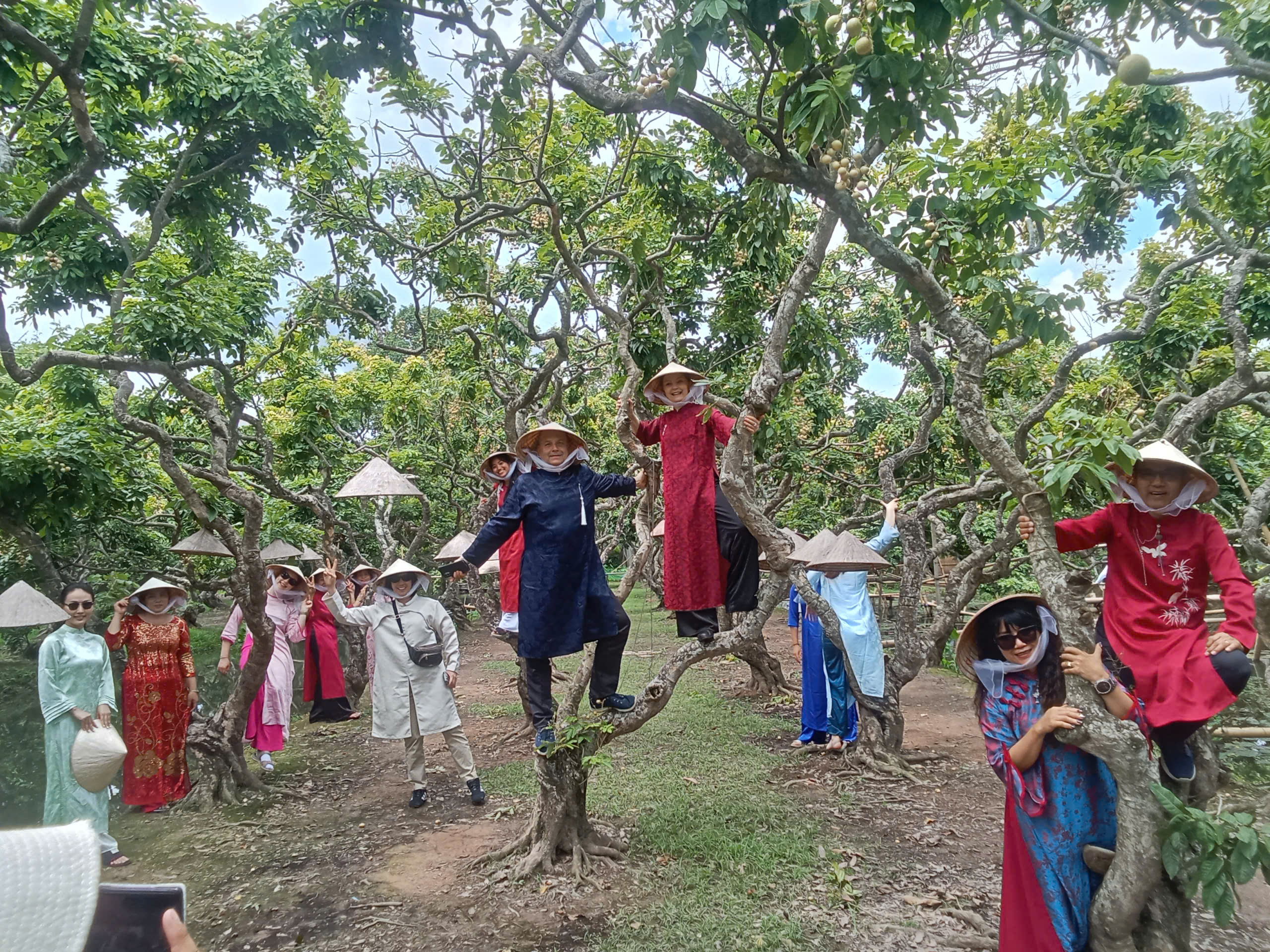 Say mê nhãn long cổ thụ ở Cồn Sơn